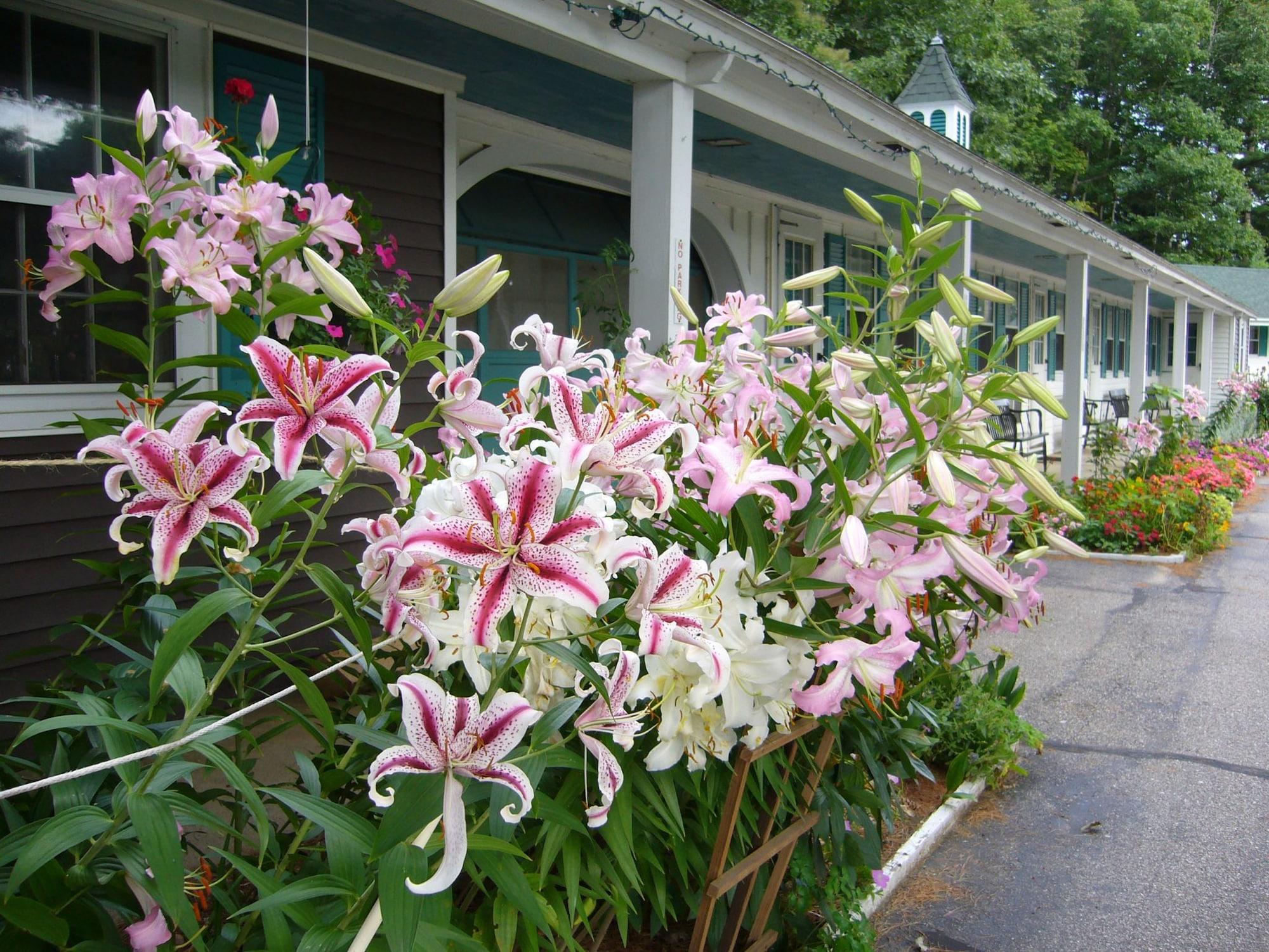 Vista Exterior White Trellis Motel