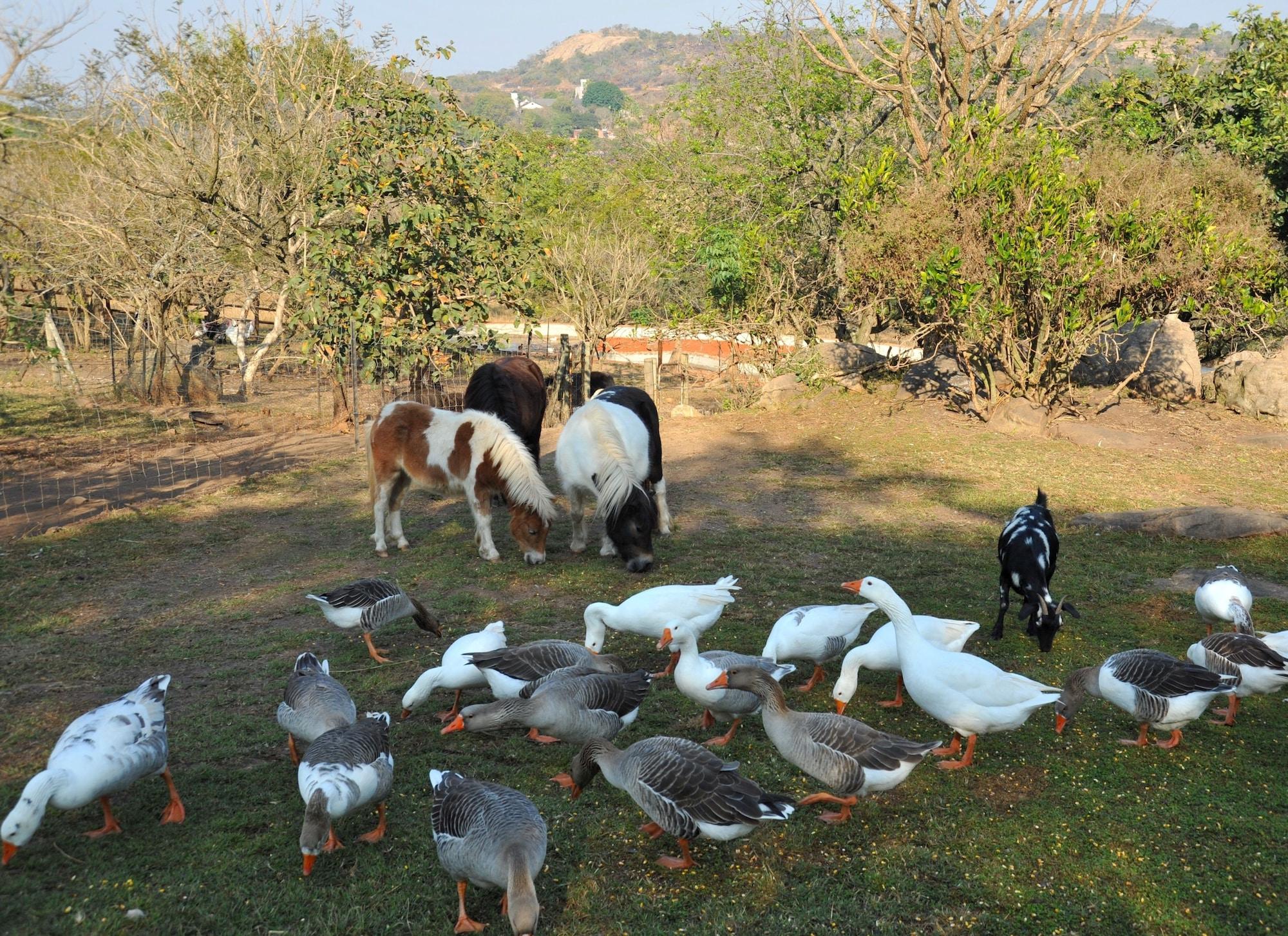 Instalaciones Recreativas Bundu Lodge