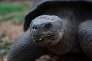 Actividad - LT-Galápagos en 4 días: Vida Silvestre y Maravillas