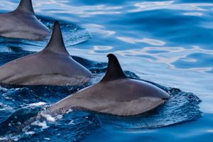 Actividad - Paseo en barco por la costa de Kona con avistamiento de delfines
