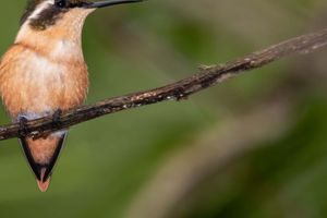 Activity - Ayampe River Birdwatching Tour