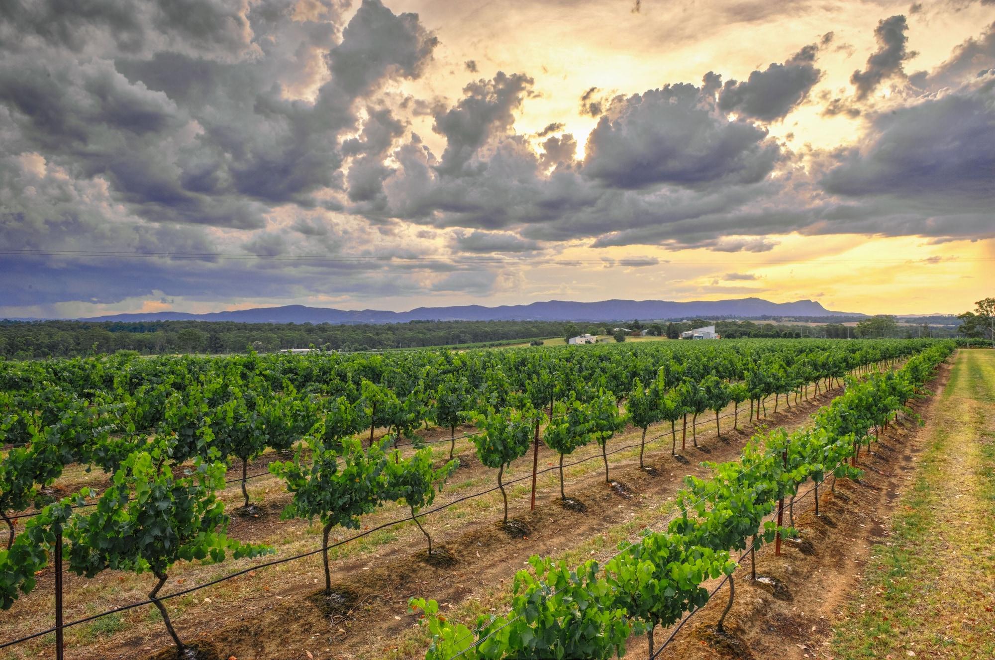 Vista Exterior Adina Vineyard