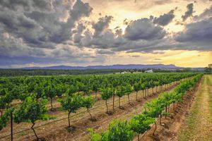 Alojamiento - Adina Vineyard