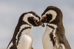 Actividad - Navegación Isla Magdalena (colonia de pingüinos)