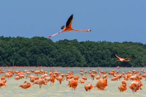 Actividad - Excursión a Celestún con avistamiento de flamencos