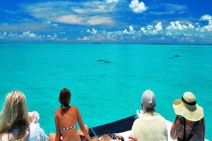 Actividad - Key West Day Trip Dolphin Watch and Snorkeling