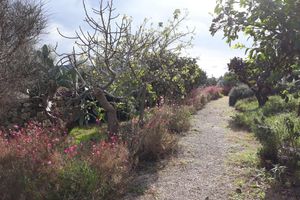 Alojamiento - Masseria L'Antico Frantoio