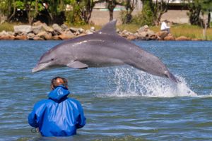 Actividad - Santuario de los Delfines Pescadores y Pedra do Frade