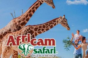 Actividad - Admision a Africam Safari - skip the line