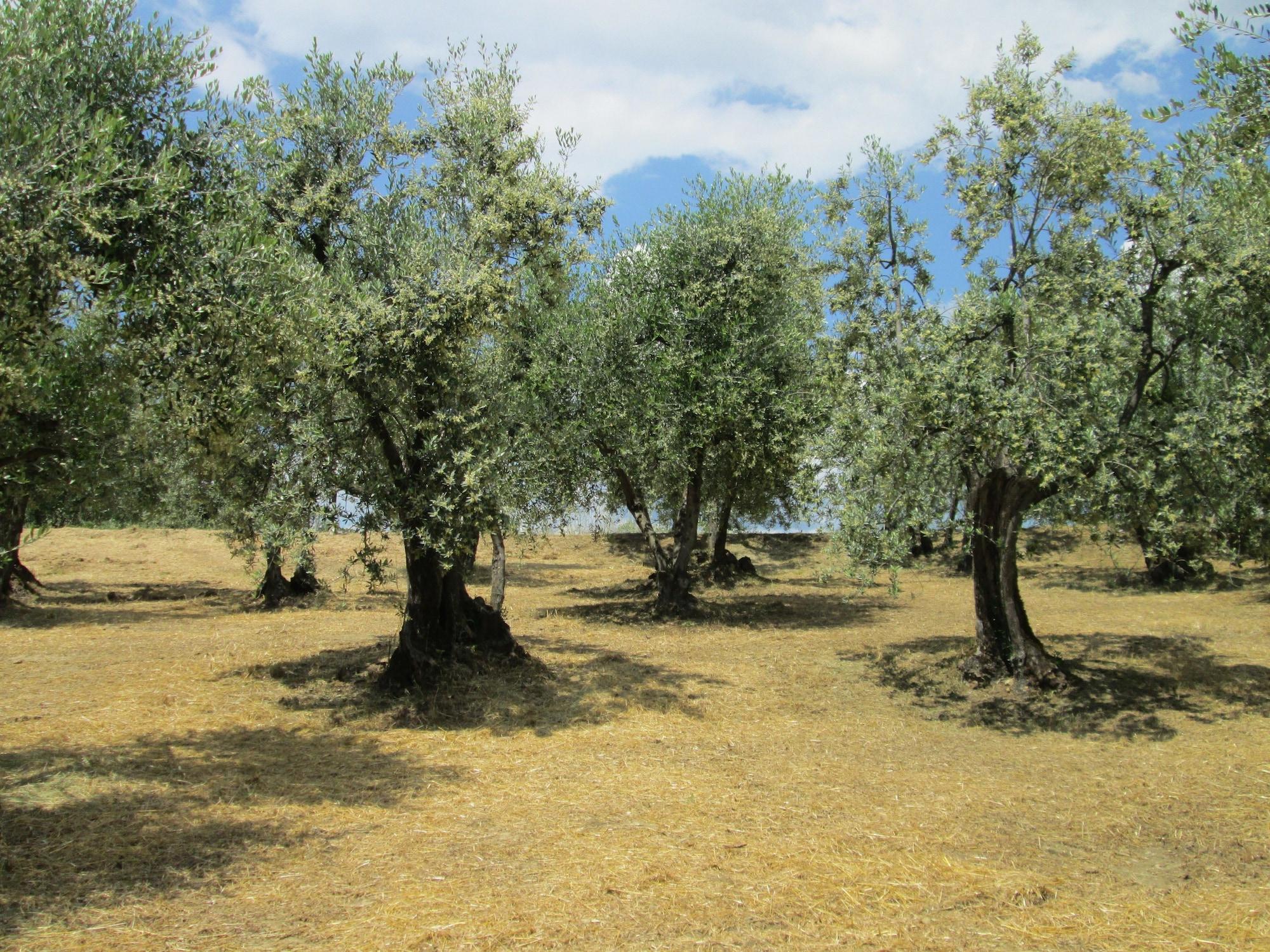 Comodidades del Alojamiento Agriturismo Il Colle