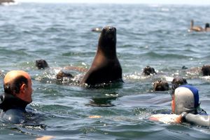Actividad - LT- Lima: Islas Palomino, nade con lobos marinos