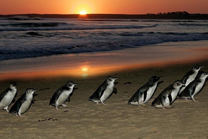 Actividad - Tour de 1 día: Pingüinos y koalas en Phillip Island