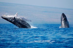 Actividad - PIK - Avistamiento de Ballenas y Nado con Tortugas