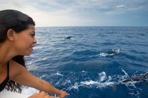 Actividad - Amanecer con delfines, tortugas yestrellas