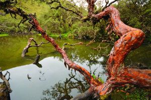 Alojamiento - Polylepis Lodge