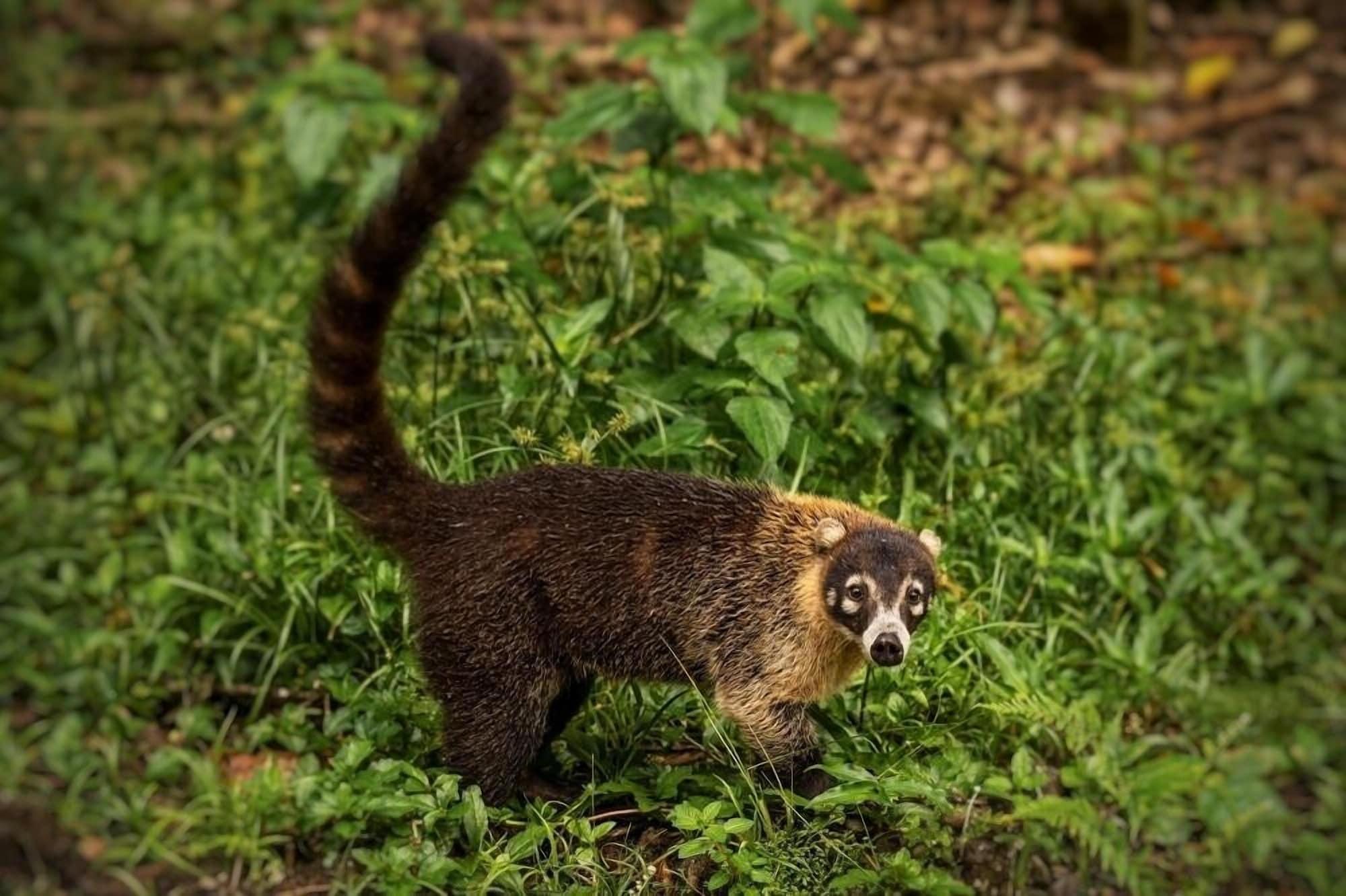 Vista Exterior Ocean Forest Ecolodge Retreat