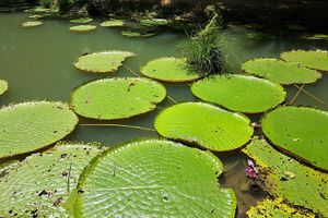 Actividad - Transporte del Museo Amazónico de MUSA