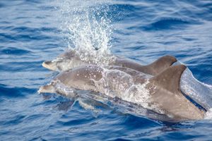 Actividad - Observación Ballenas y Delfines en Lanzarote