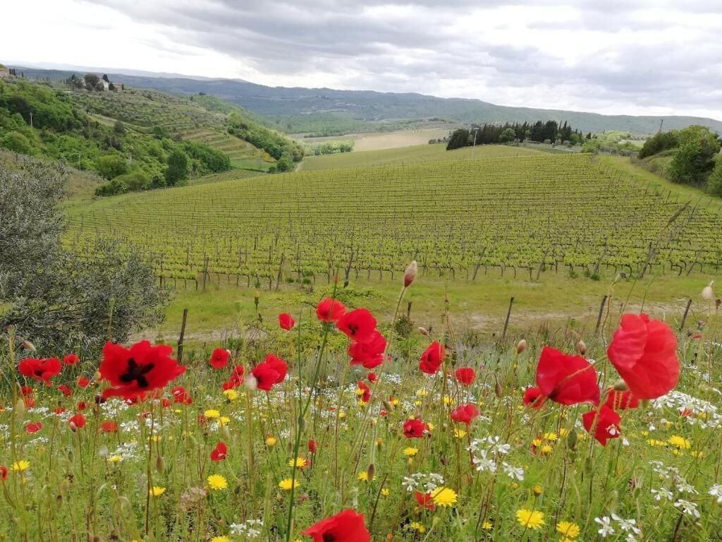 Vista Exterior Agriturismo Crocino in Chianti