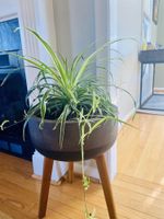 Alquiler Vacacional - **cozy country** *stargazing acre*