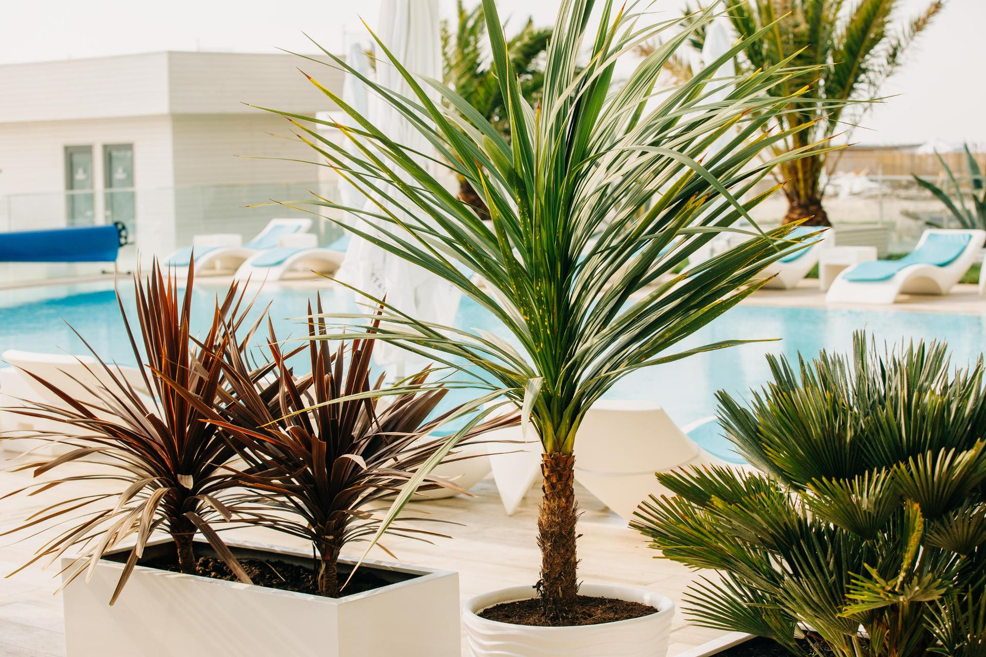 Bar/Salón Hotel Opera Mamaia Nord