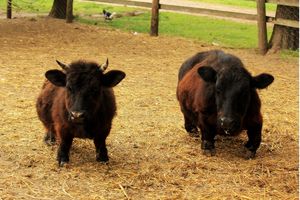 Actividad - Fiesta Gaucha en Estancia Don Silvano