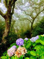 Alquiler Vacacional - Quinta Senhora da Vida - a house in the middle of the forest, overlooking the sea