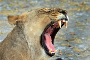 Actividad - Game Drive Safari - Full-Day Private Tour with Transfer