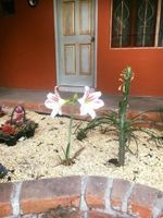 Alojamiento - Hotel Posada Andaluz