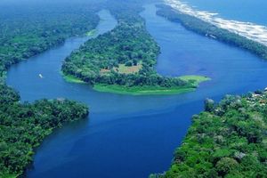 Actividad - Crucero por la Jungla y Parque Nacional Tortuguero