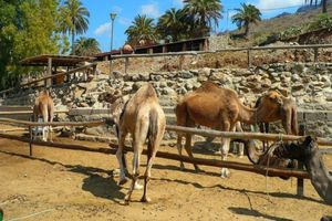 Actividad - Paseo en camello por las Dunas de Maspalomas