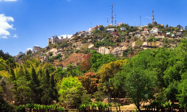 Ampefiloha