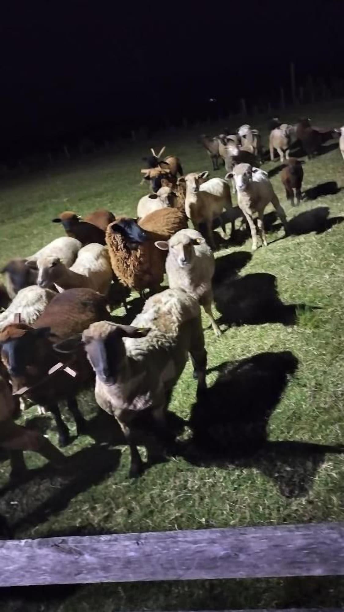 Varios Pousada do Pampa