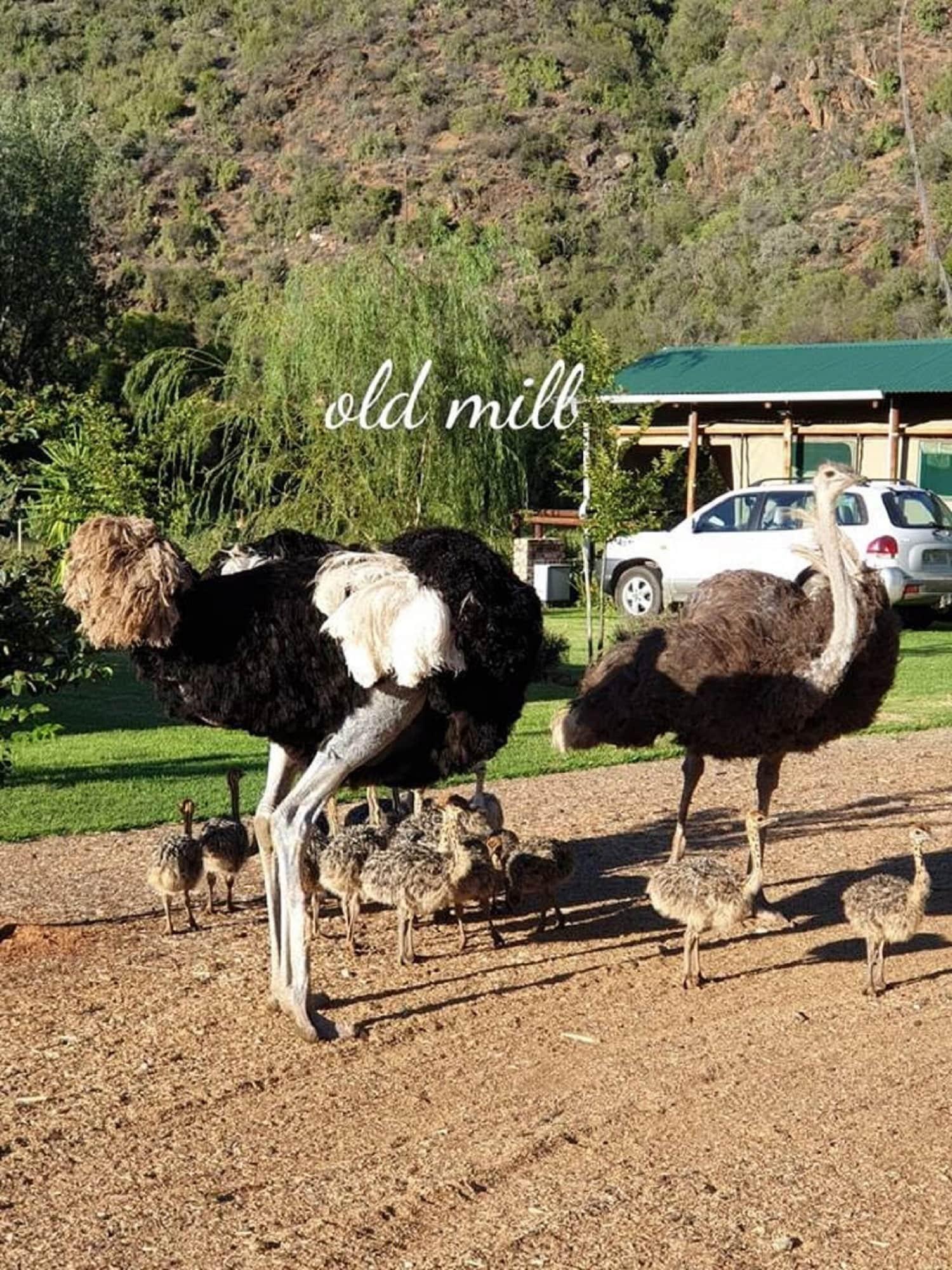 Instalaciones Recreativas Old Mill Lodge, Working Ostrich Farm & Restaurant, Oudtshoorn