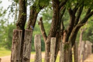 Alquiler Vacacional - Tranquil Country Getaway near Bois D' Arc Lake and Lake Bonham.