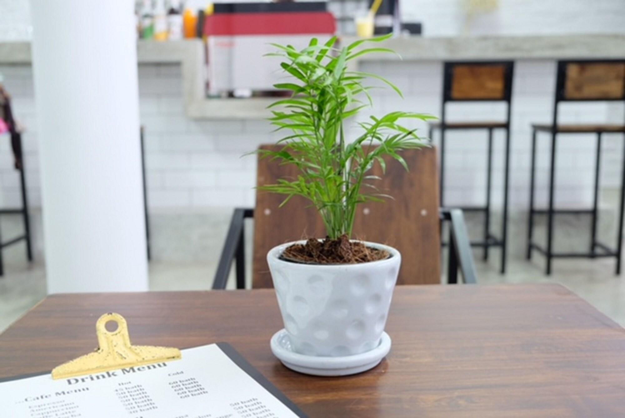 Vista Lobby Backpack Station - Hostel