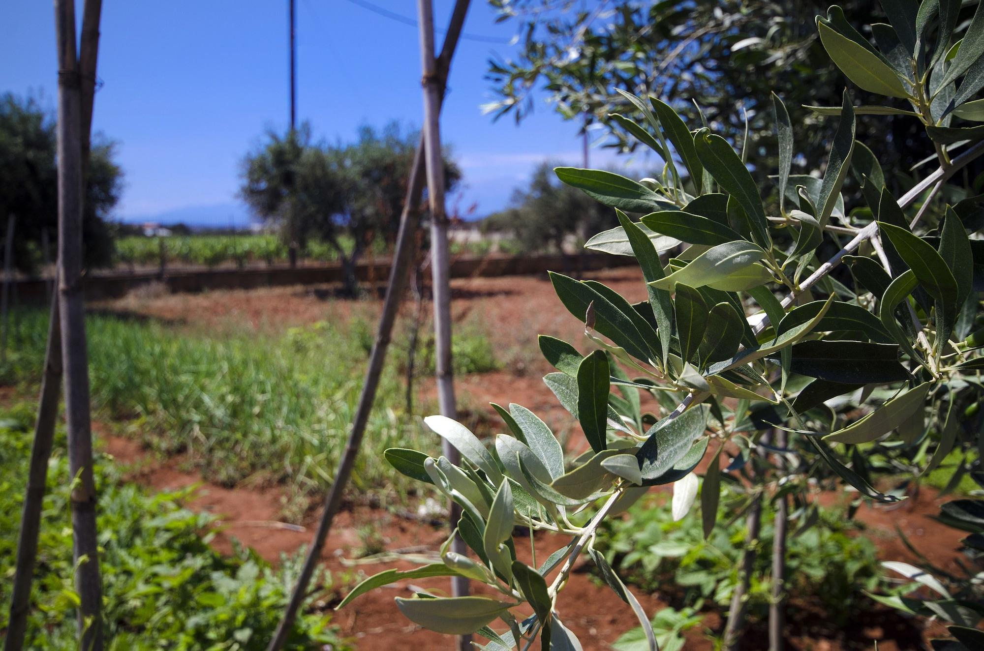 Vista Exterior Skamagkas G. Apartments