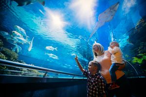 Actividad - Entrada Acuario Río: La Aventura Acuática