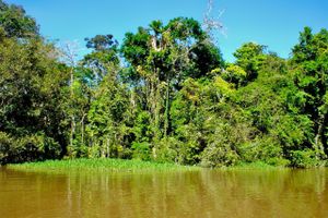 Vuelo - Vuelos a Leticia