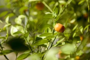 Alojamiento - "Forest way" Guest House