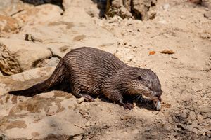 Alojamiento - Natura Fun House & Camping