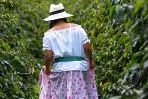 Actividad - Tour del café por la finca Casa Vieja