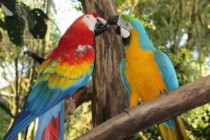 Actividad - Combo pack: Cataratas Argentinas, Cataratas Brasileñas y Parque de las Aves, con traslados al Aeropuerto