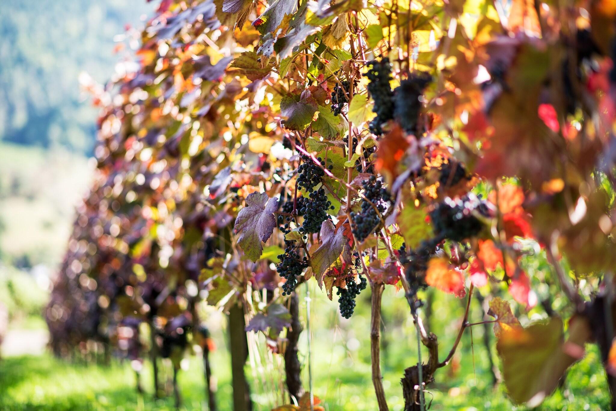 Instalaciones Recreativas Hotel Rebstock