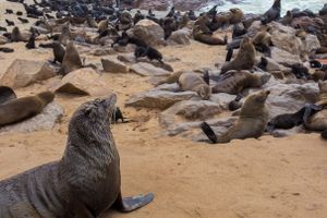 Actividad - Excursión a la reserva de leones marinos de Cape Cross