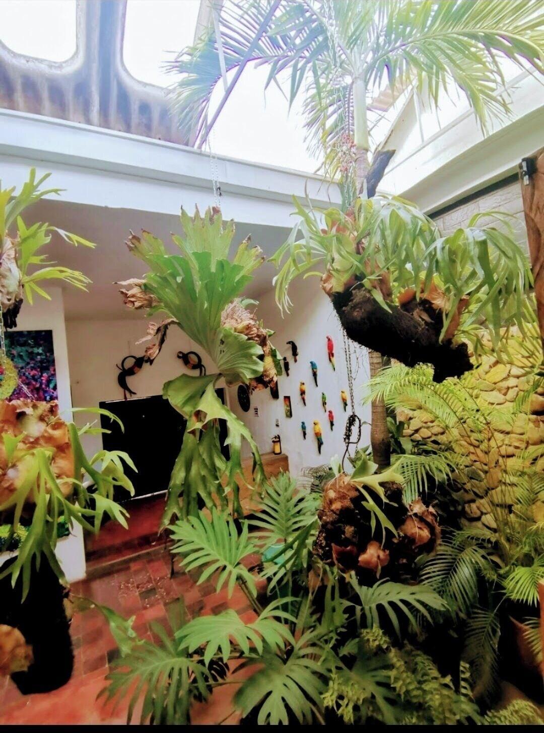 Varios parrot house san antonio