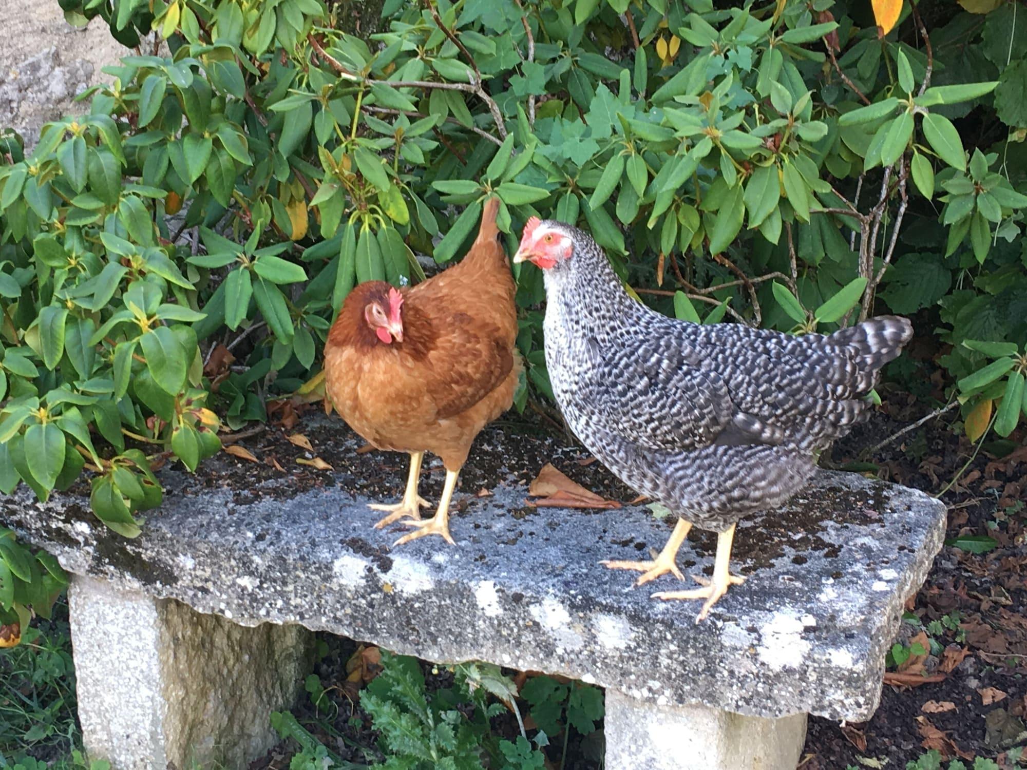 Comodidades del Alojamiento La Musardine en Vexin