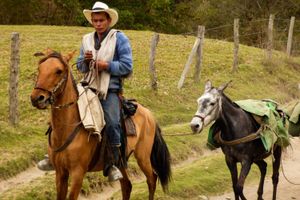 Actividad - Tour por Filandia, Valle del Cócora y Salento en el Quindío (Armenia - Eje Cafetero)