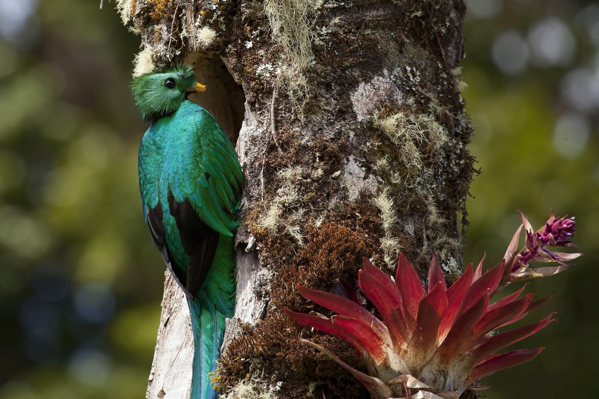 Comodidades del Alojamiento Paraíso Quetzal Lodge