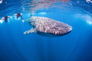 Actividad - Búsqueda y natación con tiburones - Natación llena de adrenalina